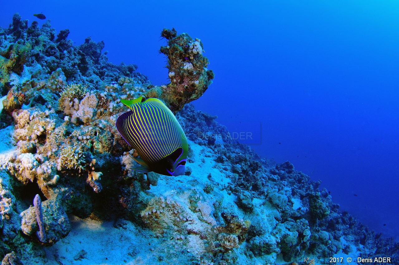 Pomacanthus-imperator Ange Empereur ambiance-Safaga Ras Abu Soma-22m-20171122-Denis-ADER-DSC_3396_tn.jpg